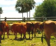 Estancia 11.400 ha ferme bovine - 13108-PJU